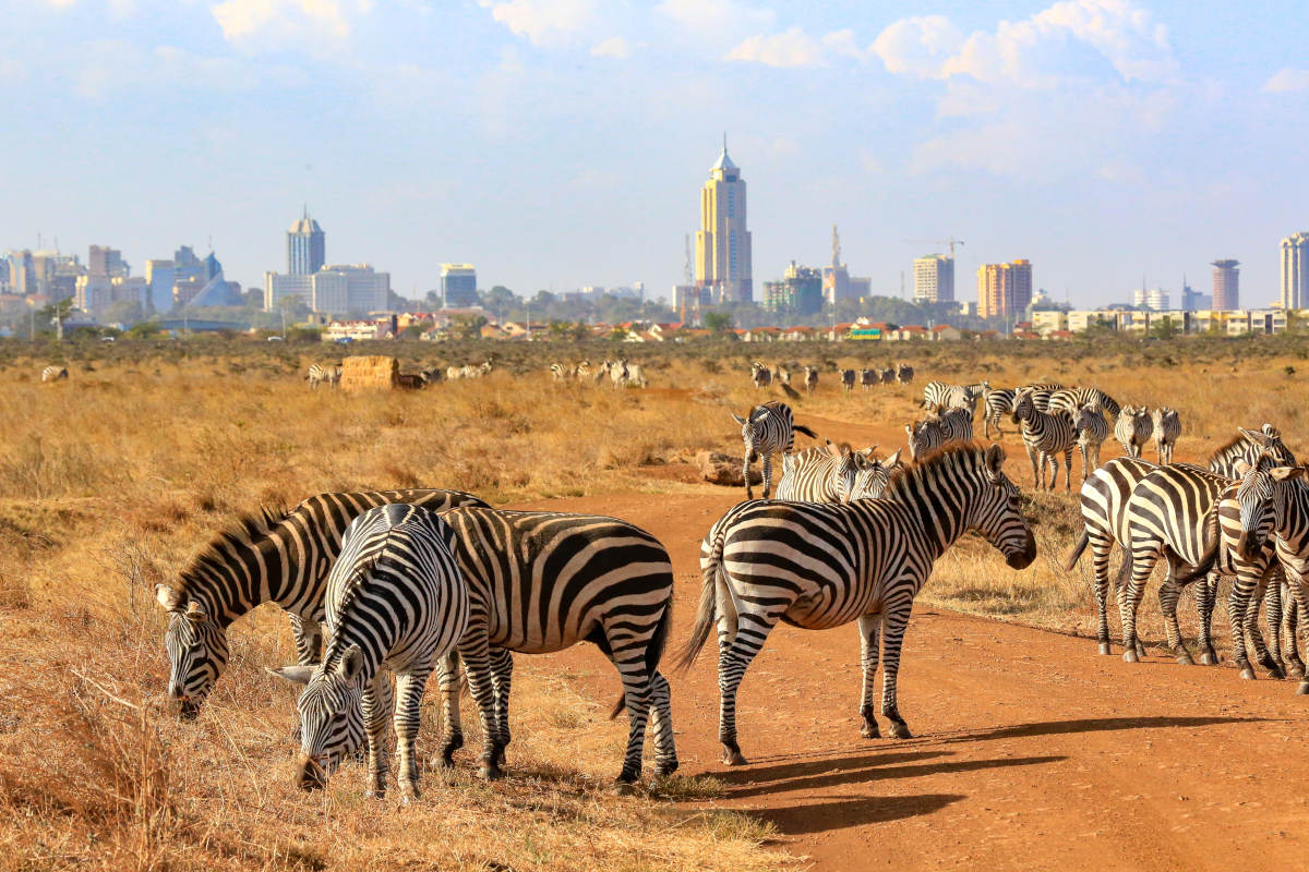 Nairobi National Park Half-Day Tour