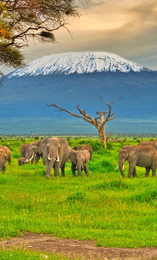 Amboseli